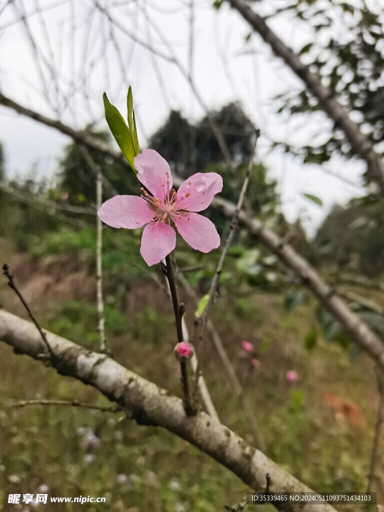 桃树