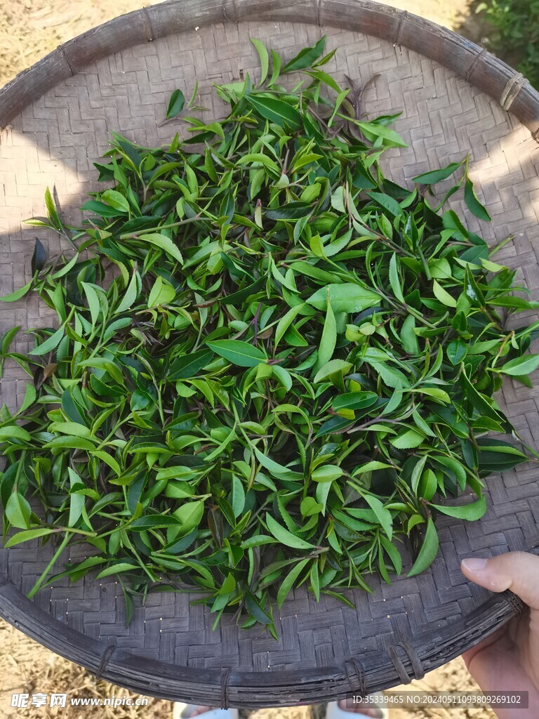 茶叶