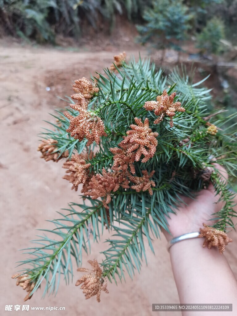 松树