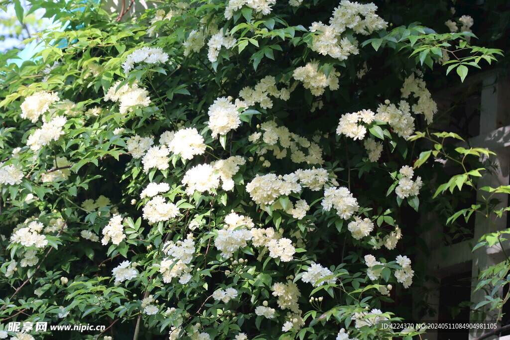 木香花