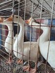 家禽鹅