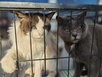 猫咪