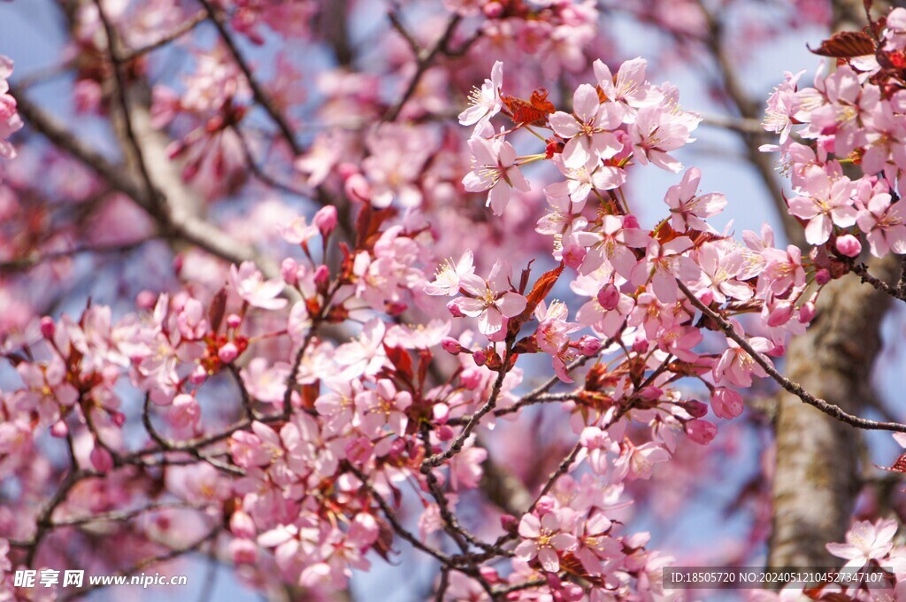 樱桃花