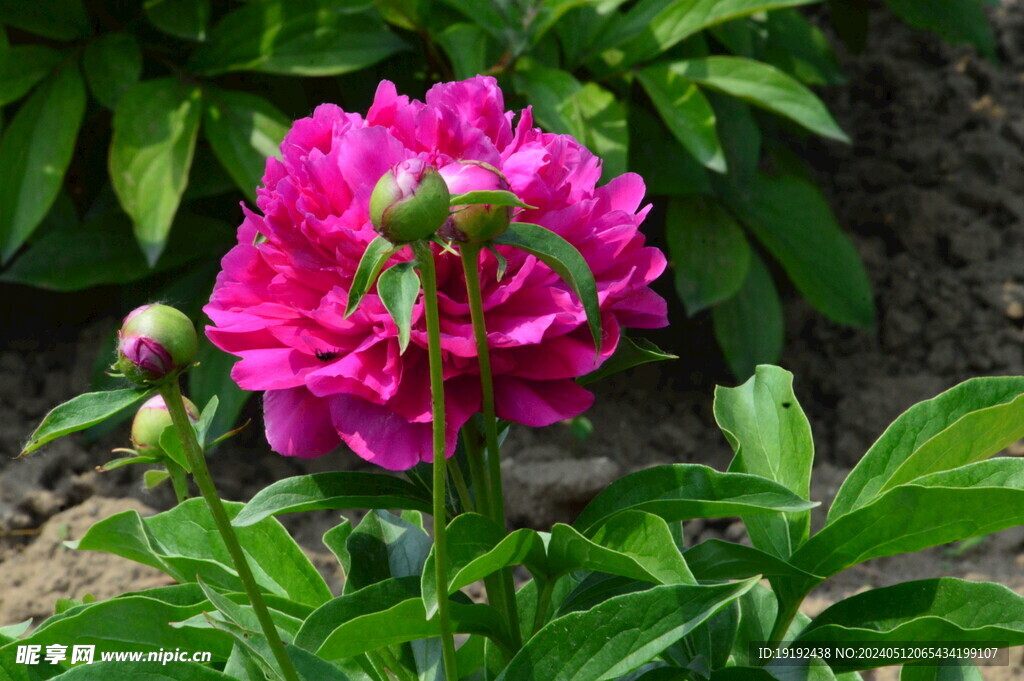 芍药花 