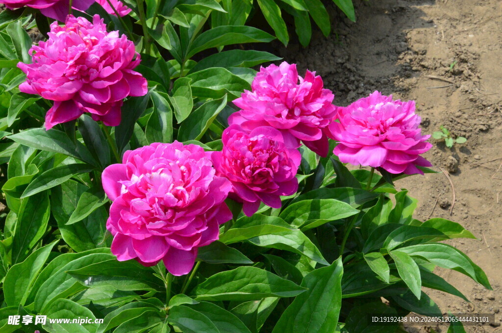 芍药花 