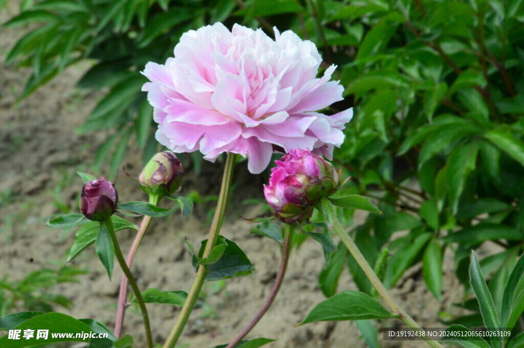 芍药花  
