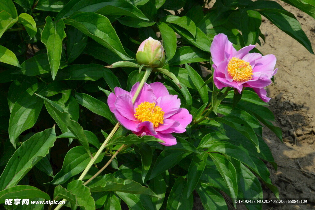 芍药花