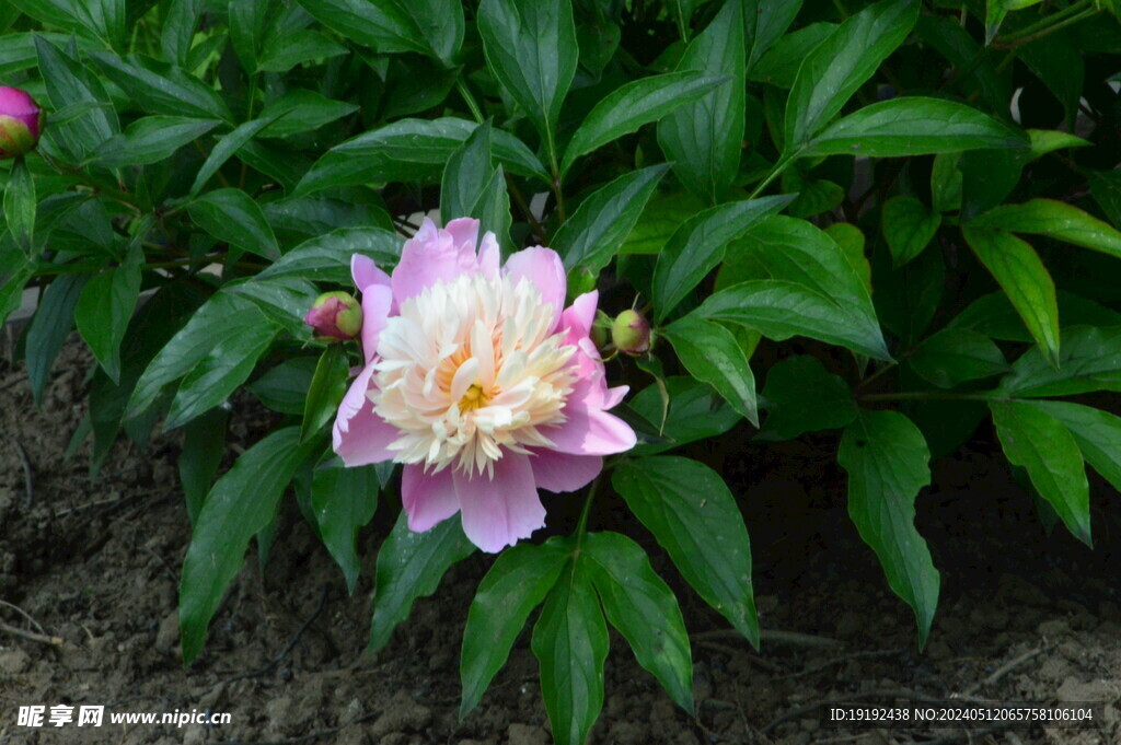 芍药花 