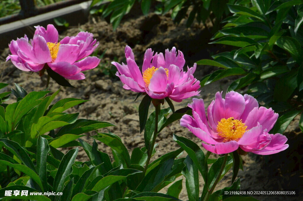 芍药花  