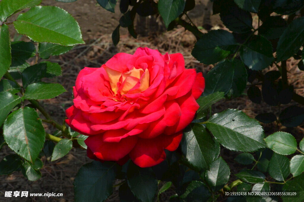 月季花