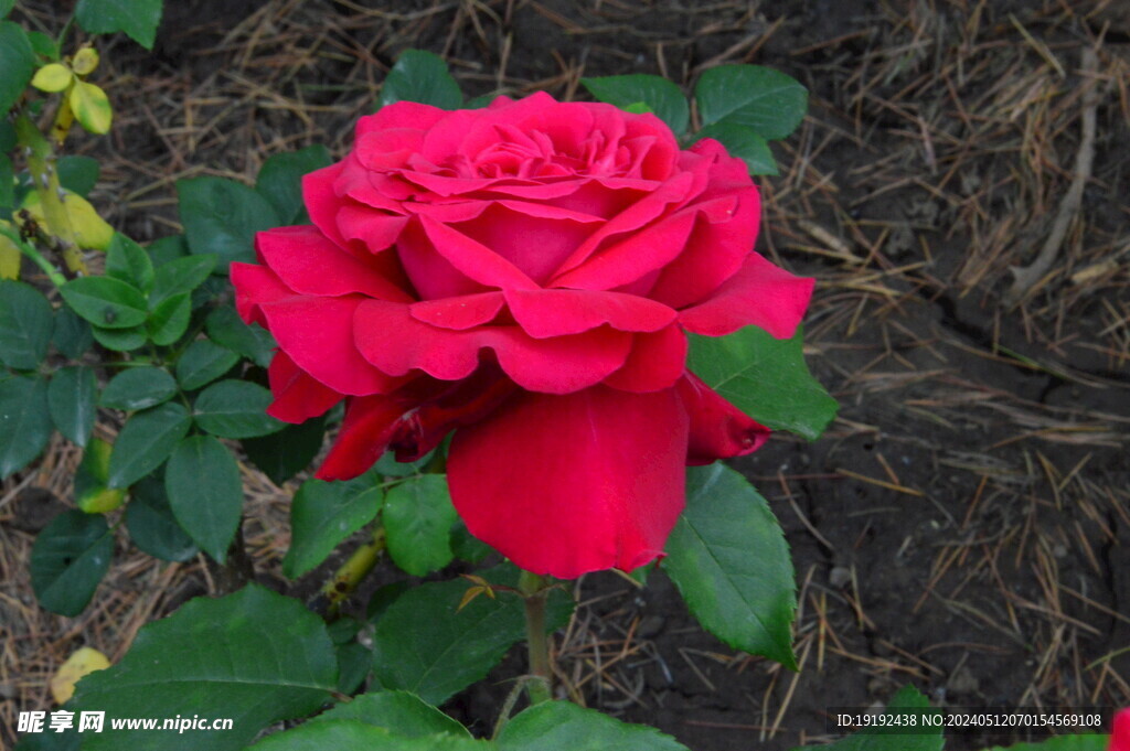 月季花  
