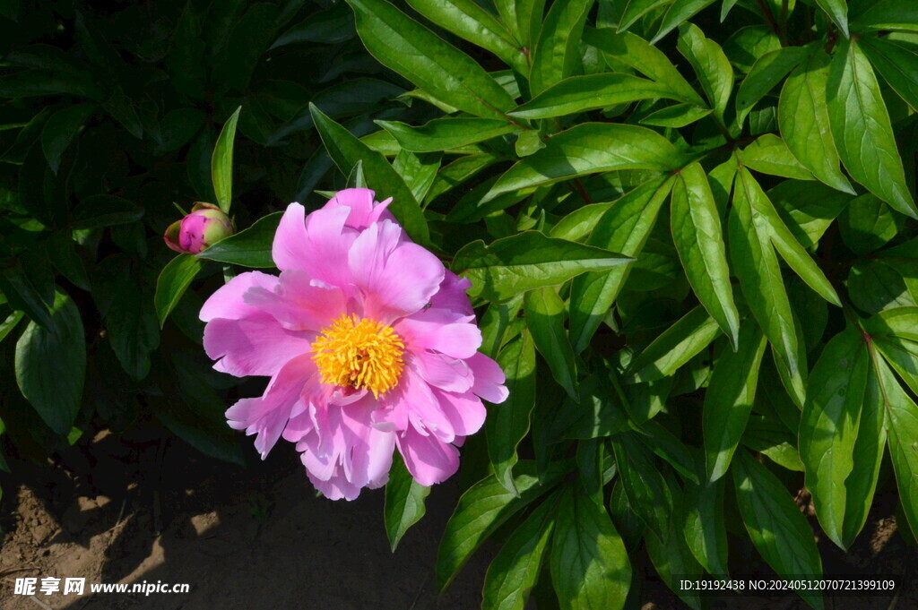 芍药花 