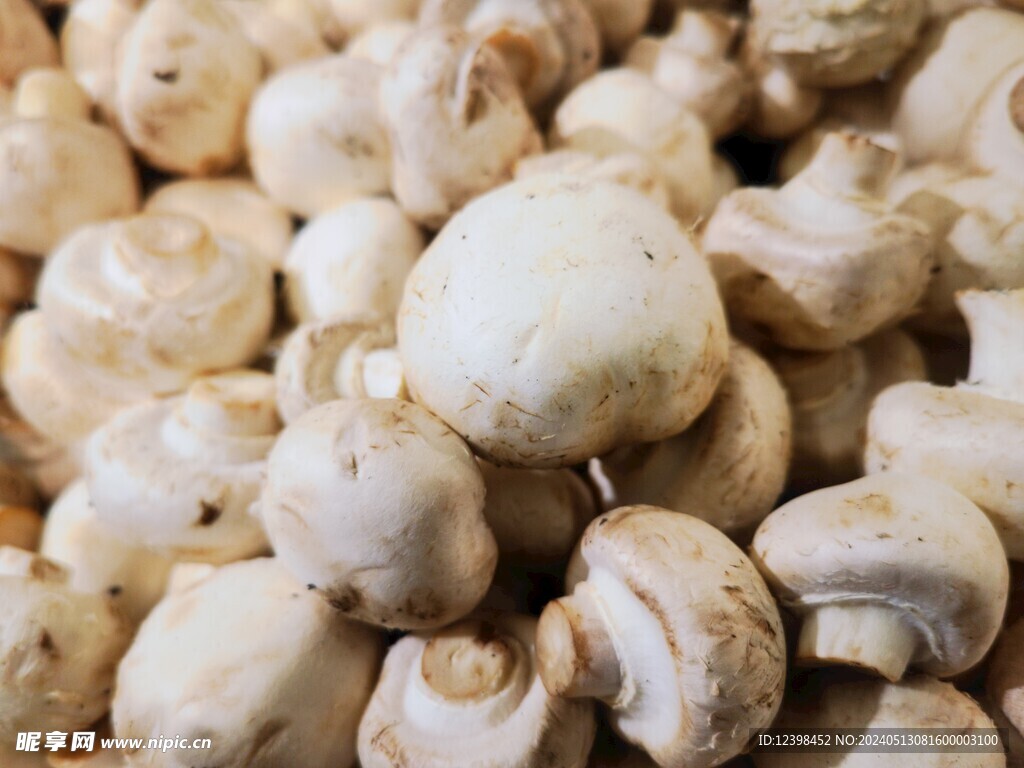 白玉菇