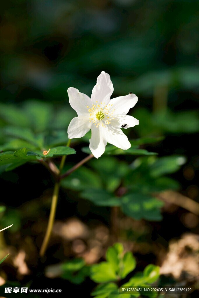 黑水银莲花