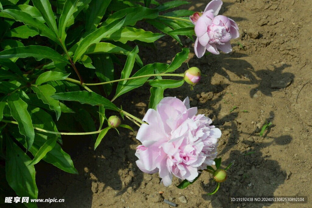 芍药花