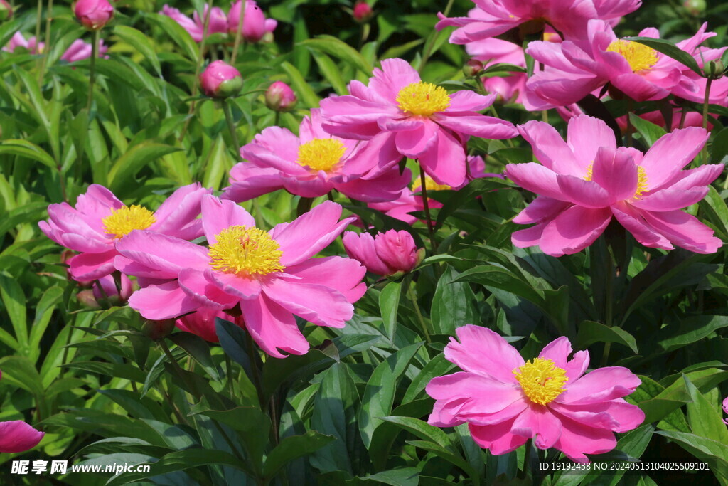 芍药花 