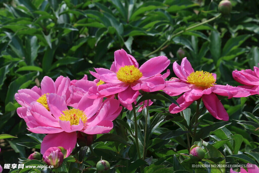 芍药花  