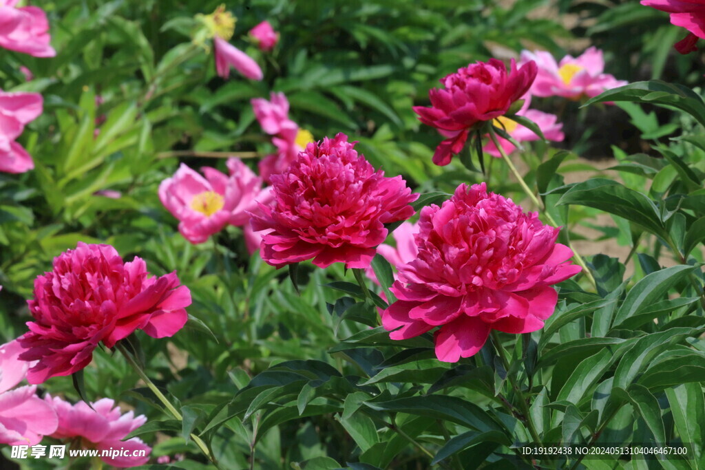 芍药花 
