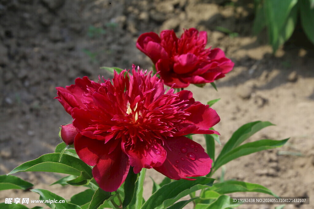 芍药花  