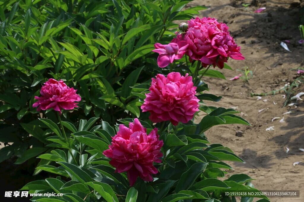 芍药花  