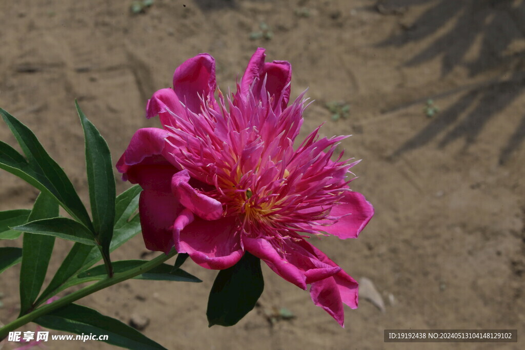芍药花  