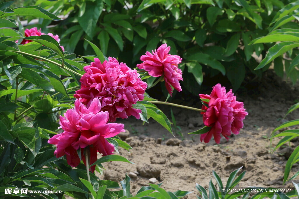 芍药花 