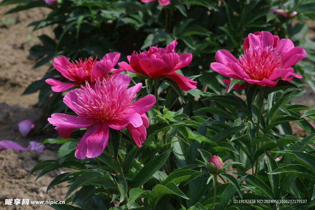 芍药花