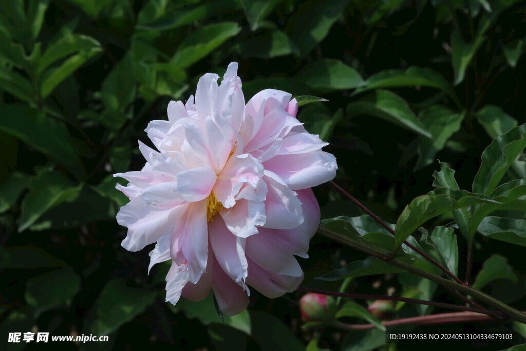 芍药花  