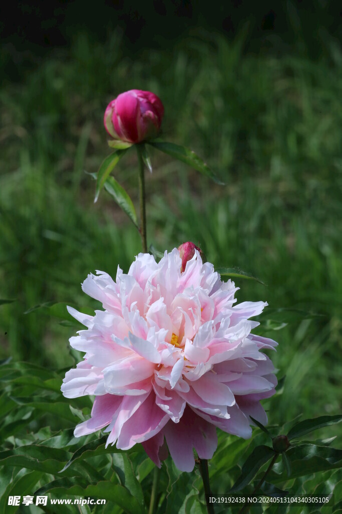 芍药花 
