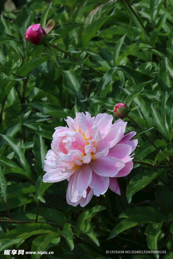 芍药花 