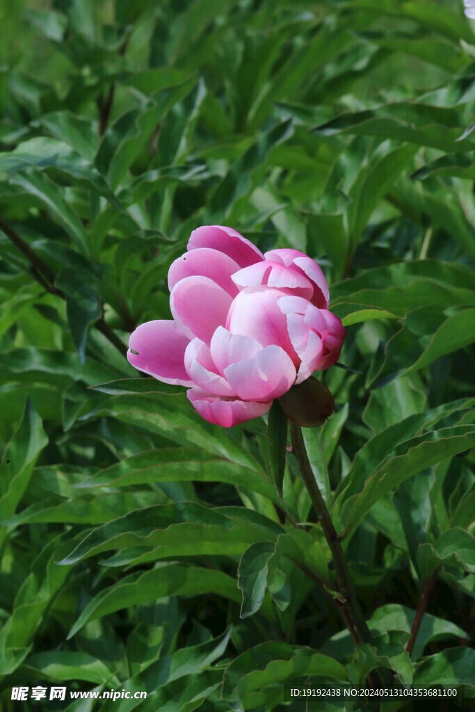 芍药花
