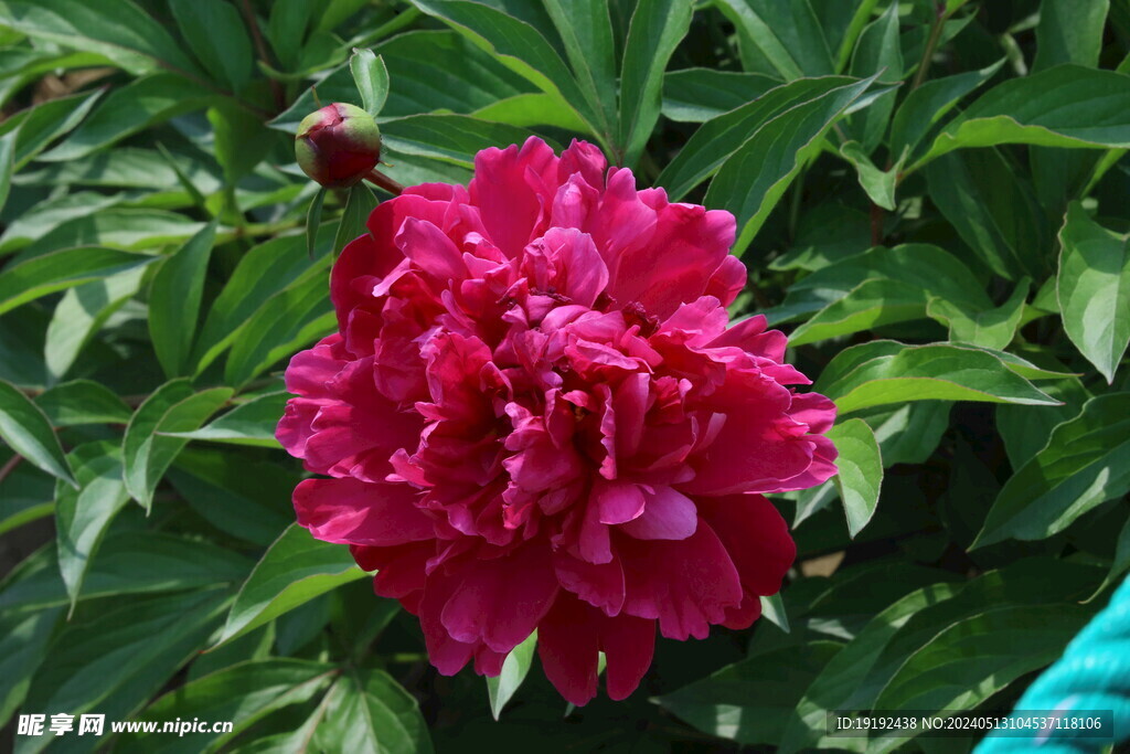 芍药花 