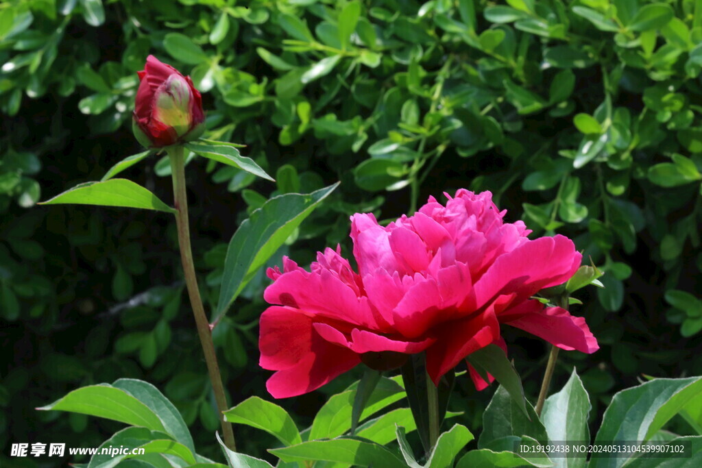 芍药花 