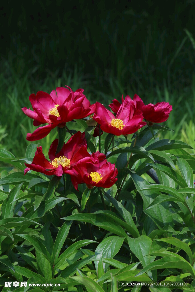 芍药花  