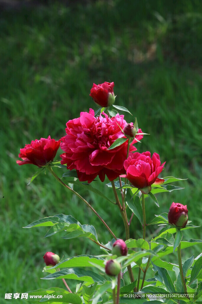 芍药花  