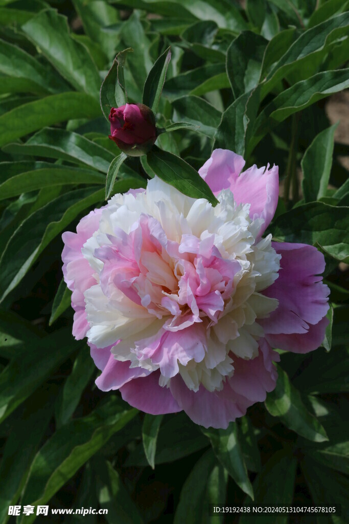 芍药花 