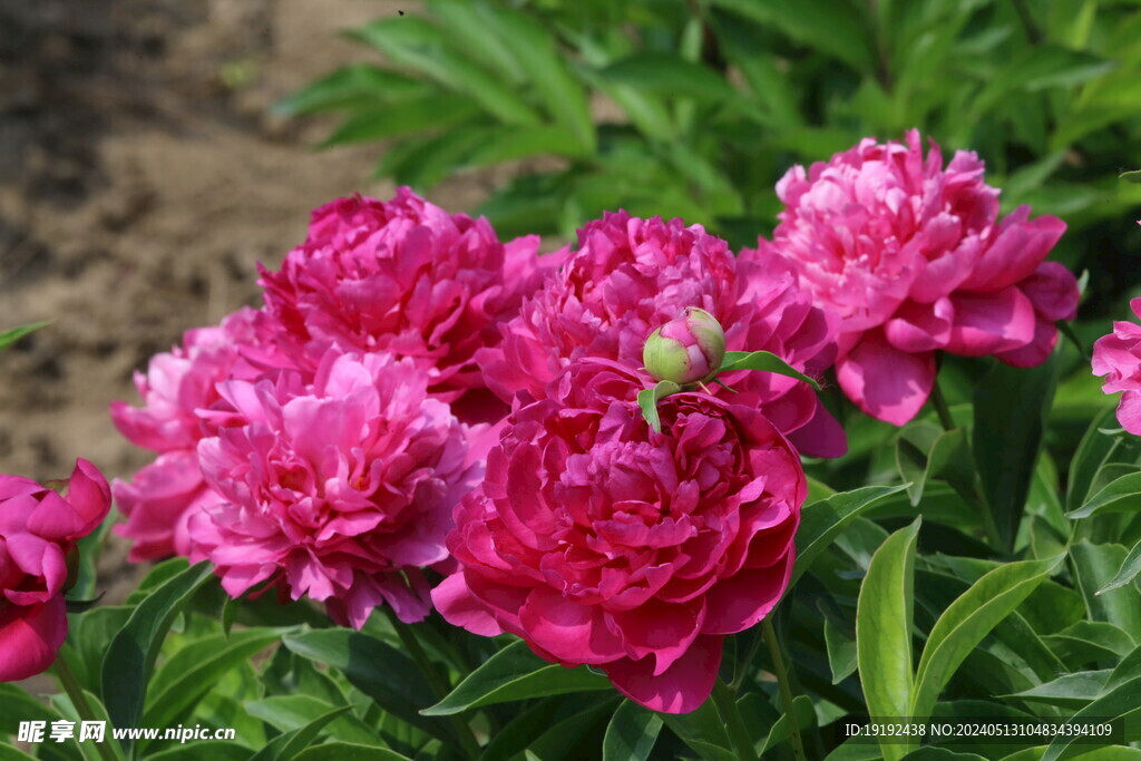 芍药花 