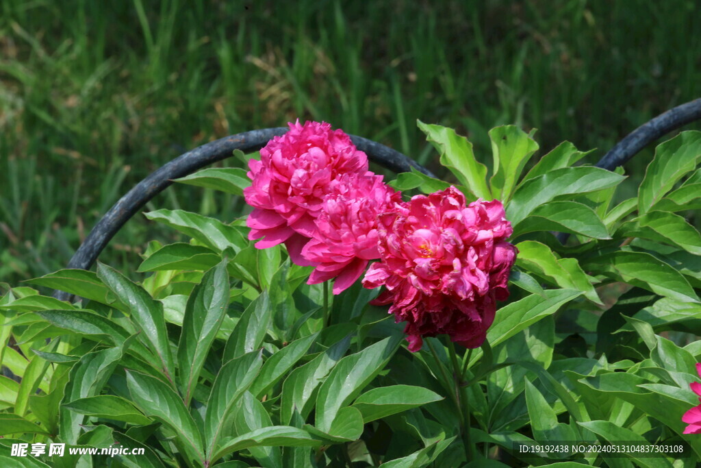芍药花  