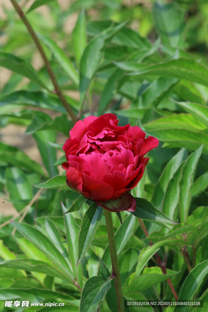 芍药花