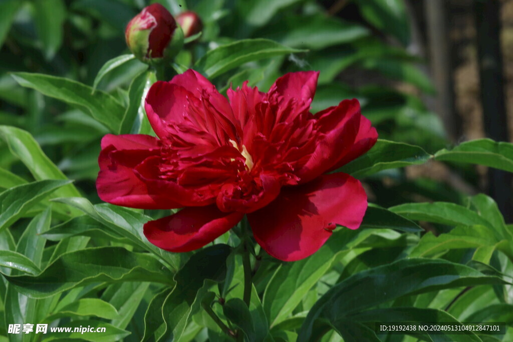 芍药花 