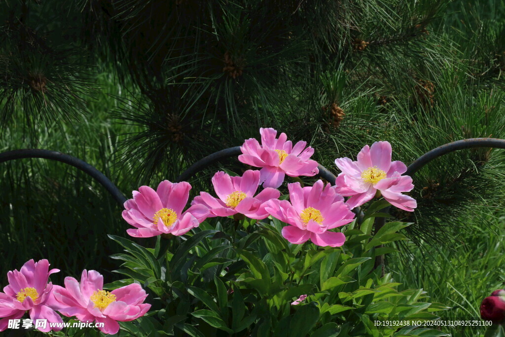 芍药花 