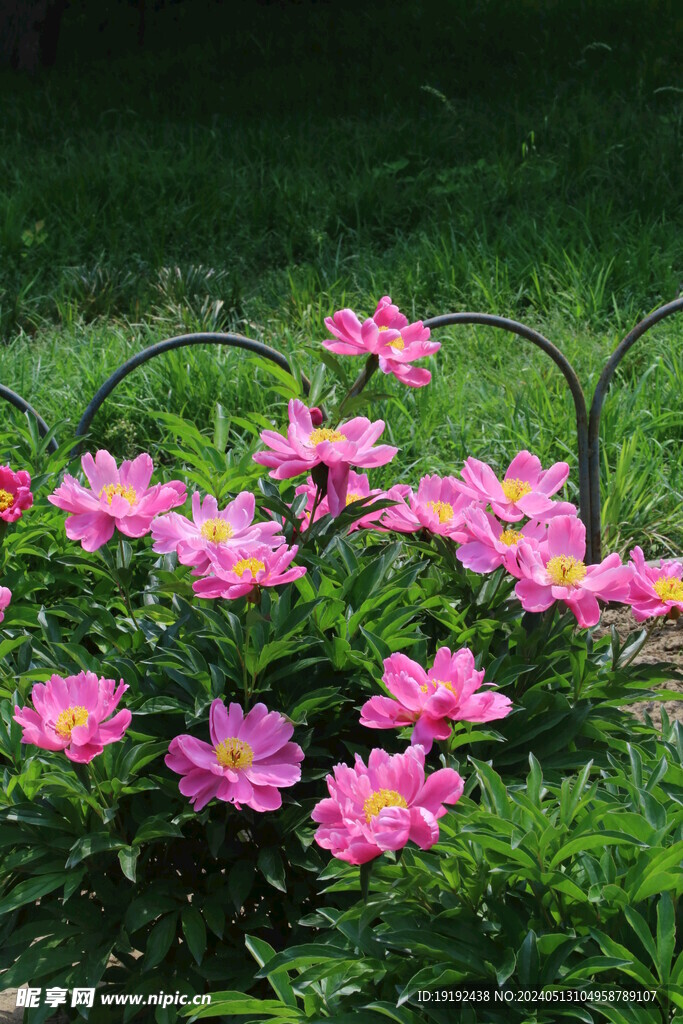 芍药花  