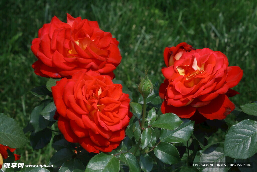 月季花  