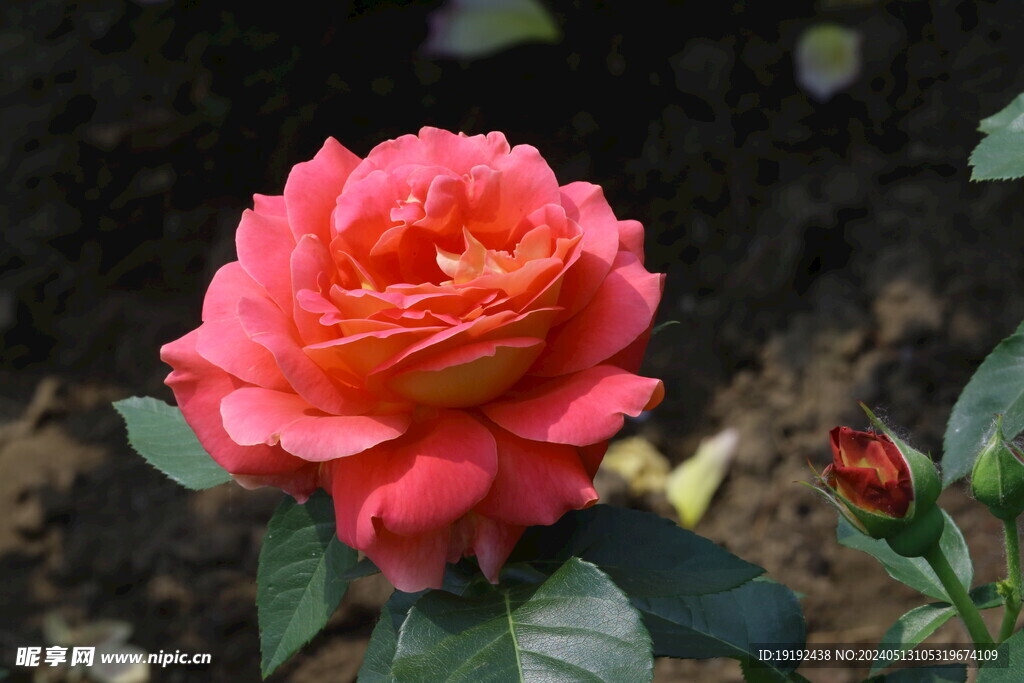 月季花