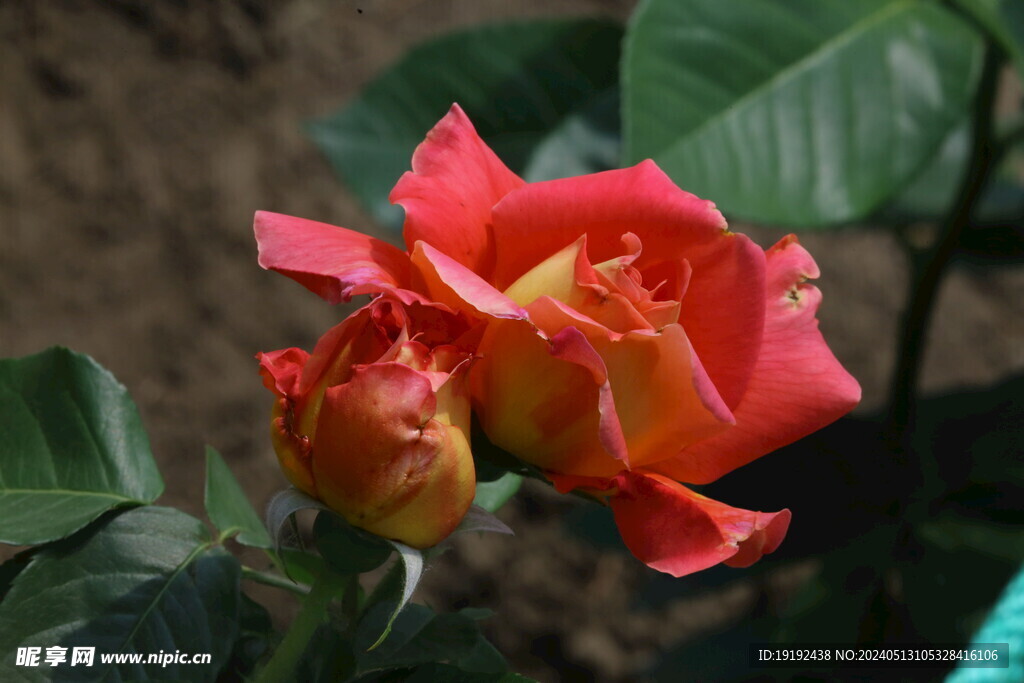 月季花 