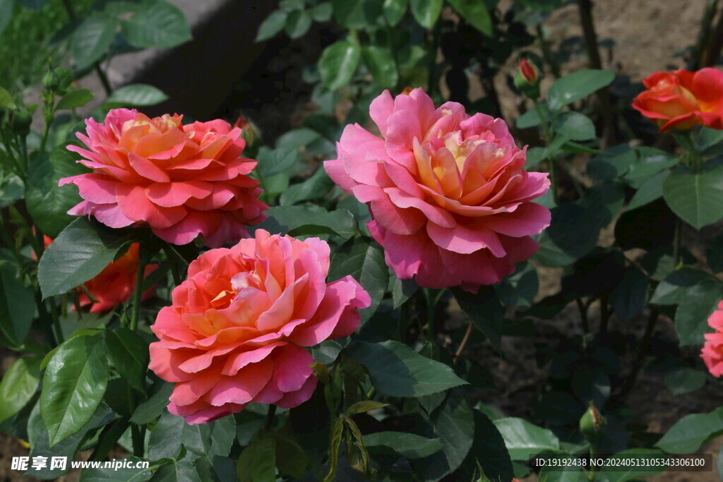 月季花