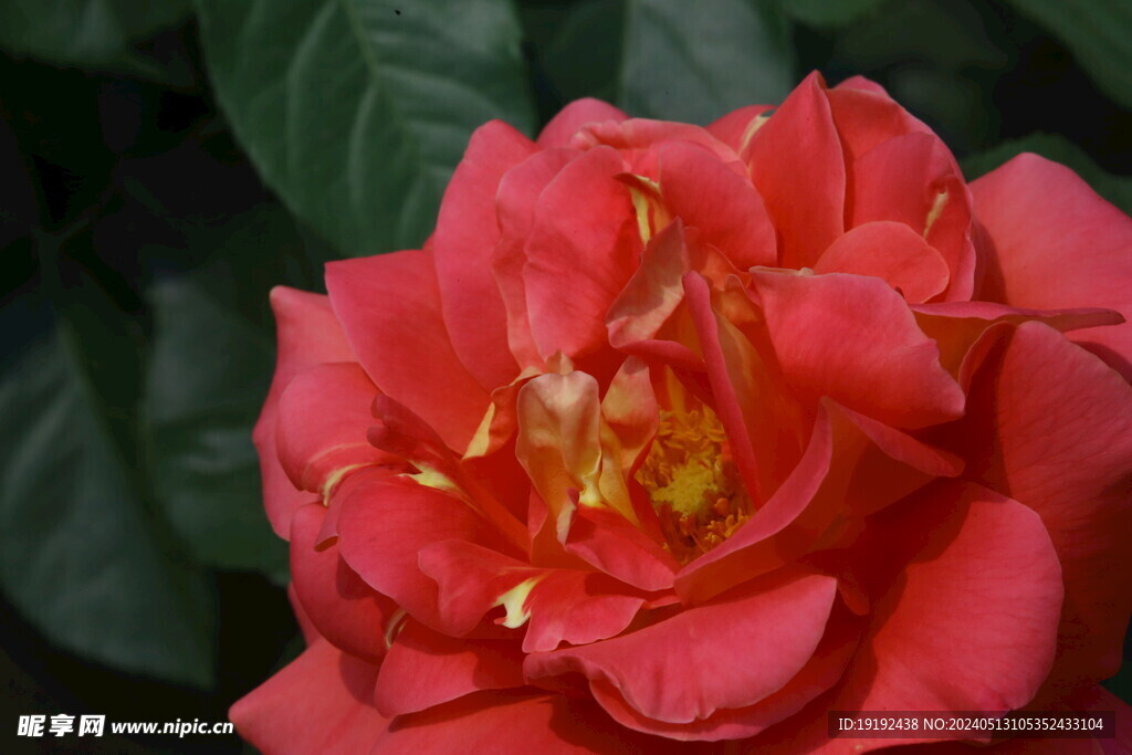 月季花