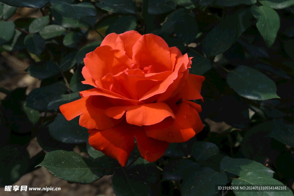 月季花 