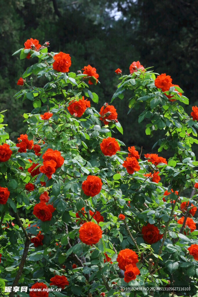 月季花