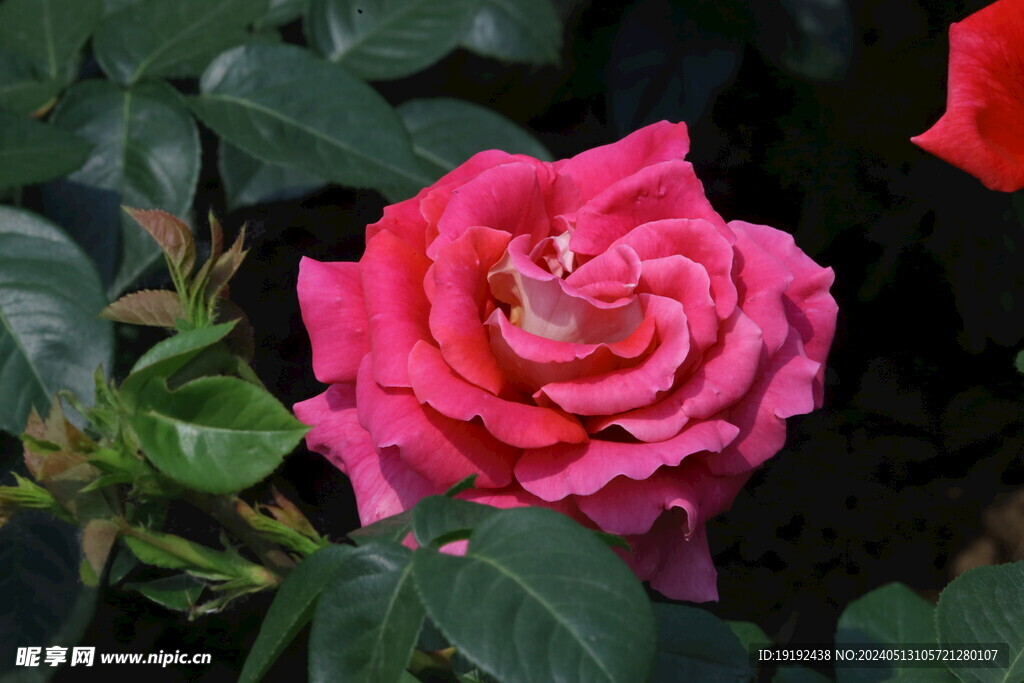 月季花